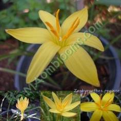 Zephyranthes Primulina คละสี