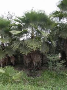 Petticoat Palm