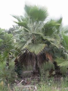 Petticoat Palm