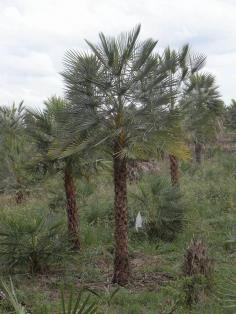 Wax Palm