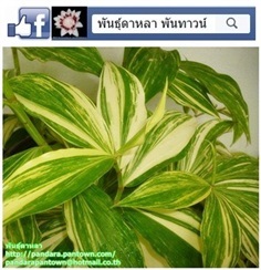 เอื้องหมายนาด่างลายหินอ่อน