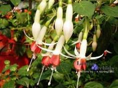 โคมญี่ปุ่น(Fuchsia)-LF_W/R2638102