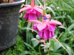 โคมญี่ปุ่น(Fuchsia)-LF_R/V’ 2638108