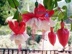 โคมญี่ปุ่น(Fuchsia)-LF_R/W’ 2638109