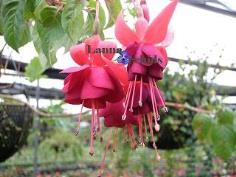 โคมญี่ปุ่น(Fuchsia)-LF_R/R’ 2638110