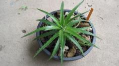 สับปะรดหนาม(Dyckia encholirioides)