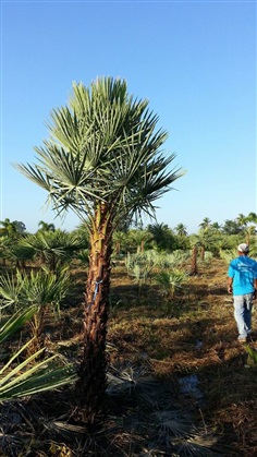 Wax Palm