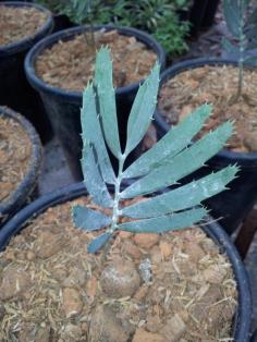 Encephalartos cupidus