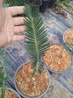 Encephalartos laevifolius &quot;kaasehoop&quot;