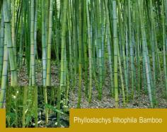 ไผ่ลำเดี่ยว Phyllostachys lithophila