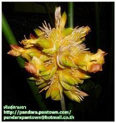 Calathea Princeps “Buttercup” 