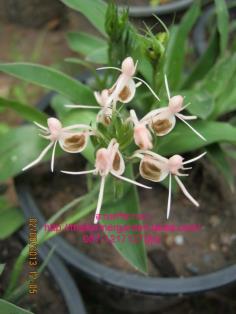 อั้วแก้มช้ำ (Habenaria rostelliferaia) 