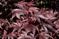 Acer palmatum var. atropurpureum