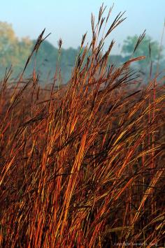 หญ้าพรรณไม้ Big bluestem Andropogon geradi