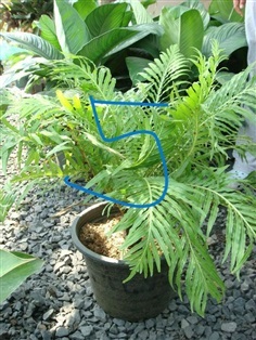 เฟิร์นรัศมีโชติ (fern,Blenchnaceae) 5