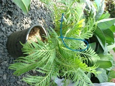 เฟิร์นรัศมีโชติ (fern,Blenchnaceae) 6