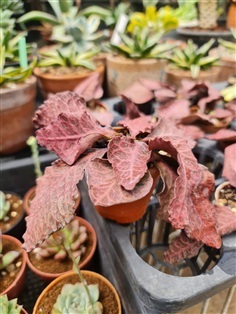 ขายต้นฟรองซัวร์ "Euphorbia Francoisii" ใบสีชมพูหวา