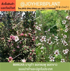 ต้นมานูก้า ( manuka / tea tree) ทุกขนาด  ขายปลีก-ขายส่ง