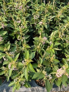 บิวตี้เบอรรี่ American beautyberry