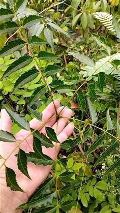 ใบสะเดาสด Neem  ครึ่ง กก 49 บาท
