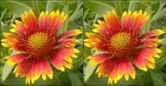 เมล็ด เดือนฉาย เกลาเดีย เกลลาเดียร์ Blanket Flower