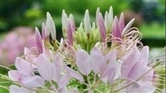 เมล็ดดอก เสี้ยนฝรั่ง (Cleome) คละสี  45 เมล็ด