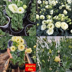 (1ต้น) ต้น กุหลาบไลเซนทัส Lisianthus กุหลาบเวียดนา