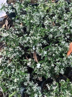 โมกแคระ Wrightia religiosa Benth. "variegata"