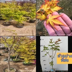  (1ต้น) เมเปิ้ล Maple Tree yellow