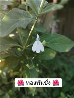 ทองพันชั่ง