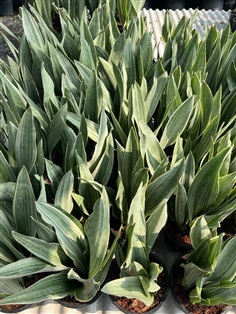 ลิ้นมังกรเงิน ไม้ฟอกอากาศ silver snake plant