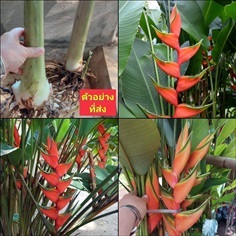 (1หน่อ) ต้น หน่อ เหง้า เฮลิโคเนีย Heliconia Lobste