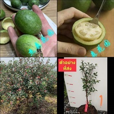 (1ต้น) ต้น ฝรั่งเฟโจ ฝรั่งเฟวโจว Feijoa ฝรั่งเฟโจว