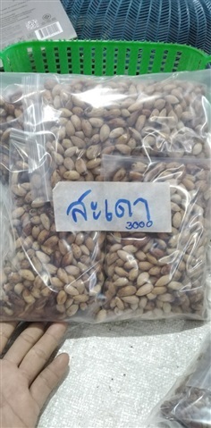 สะเดาทวาย ขายเมล็ดพันธ์ุ