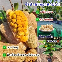 (2ต้น) ต้น จำปาดะทองตาปาน 