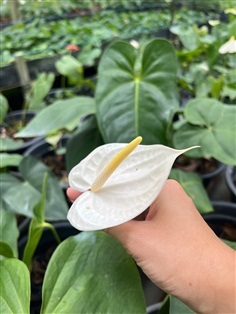 หน้าวัวสีขาว anthurium