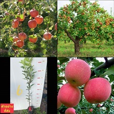 (1ต้น) ต้น แอปเปิ้ลฟูจิ ต้นแอปเปิ้ลฟูจิ แอปเปิ้ล ต