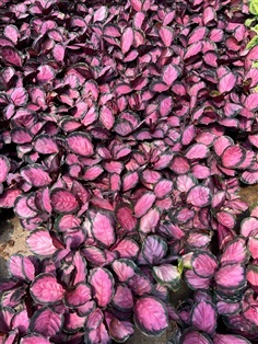 คล้าคริมสัน Calathea Crimson คล้าใบชมพู