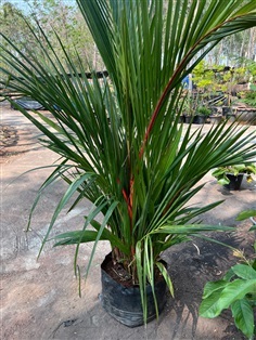 หมากแดง Sealing wax palm ปาล์มหมากแดง