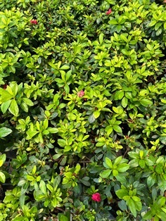 กุหลาบพันปี Azalea ,Rhododendron