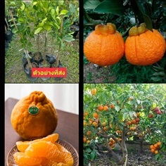 (1ต้น) ต้น ส้มเดกาปอง