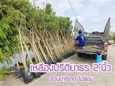 เหลืองปรีดียาธร(ตะเบ) 2"นิ้ว