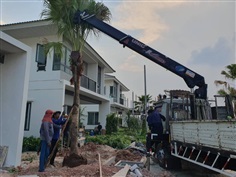 บริการย้ายต้นไม้ ขนย้ายต้นไม้ trees migrating