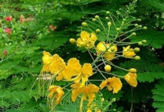 ต้นพันธุ์ หางนกยูงสีเหลือง ต้นไม้หายาก 