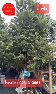 ต้นล่ำซำ ไม้มงคล สูง 4.5 - 5 เมตร