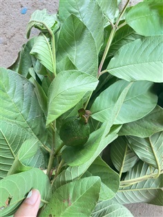 ใบฝรั่งสดสมุนไพร Guava leaves    เก็บสดส่ง จากสวน 