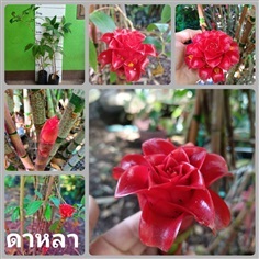 ต้นดาหลาดอกแดง สวยม๊าก
