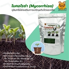 อาร์บัสคูลาร์ไมคอร์ไรซ่า (Mycorrhiza) ขนาด 1 กก