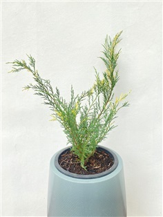 สนแซมทอง Chinese Juniper