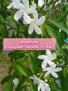 ต้นพุดกังหัน